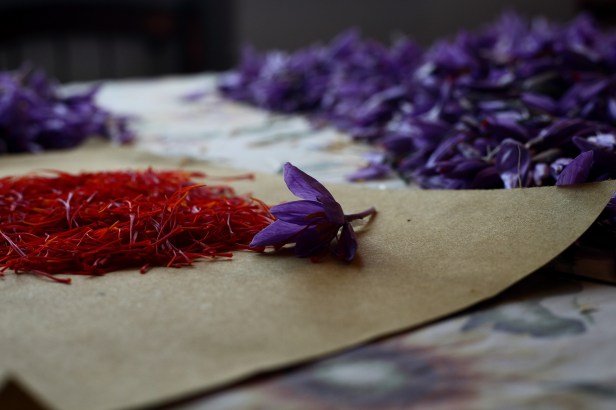 saffron 1