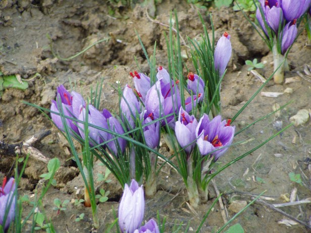 saffron 1