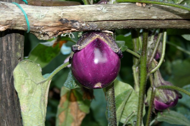 tuscan eggplant